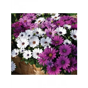 Karışık Renkli Bodrum Papatyası Tohumu - 5 Adet