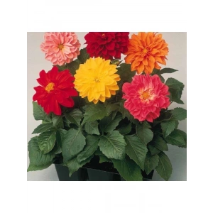 Karışık Renkli Bodur Mini Çiçekli Yıldız Dahlia Tohumu - 5 Tohum