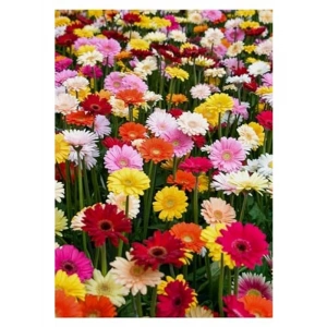 Karışık Renkli Gerbera Çiçeği Tohumları, Bahçe için Renkli Alternatif