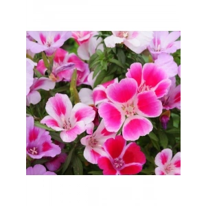 Karışık Renkli Godetya Çiçeği Tohumu - 5 Adet