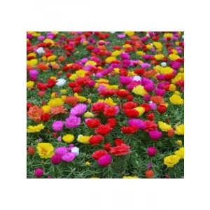 Karışık Renkli İpek Çiçeği Tohumu - Duble Katlı (25 Tohum)