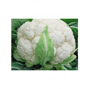 Karnıbahar Mimoza Tohumu - 100 Adet