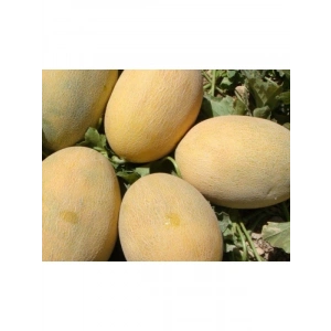 Kavun Ananas Tohumu - 10 Gram