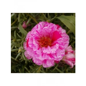 Kırçıllı Kırmızı İpek Çiçeği Tohumu Duble Katlı (25 Tohum)