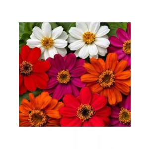 Kirli Hanım Zinnia Tohumu (Mini Çiçekli, Karışık Renkli) - 5 Adet