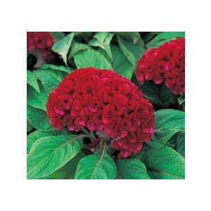 Kırmızı Horoz İbiği Balta Tohumu (20 Tohum)