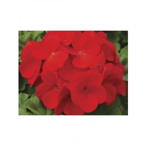 Kırmızı Sardunya Tohumu - 10 Adet