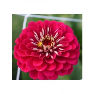 Kırmızı Zinnia Kirli Hanım Tohumu - Dev Çiçekli, Uzun Boylu - 5 Tohum