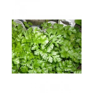 Kişniş Tohumu (10 gr)