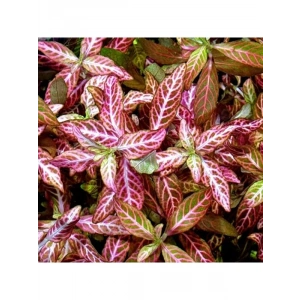 Kolay Akvaryum Zemin Bitkisi - Canlı Hygrophila Polysperma Rosanervig