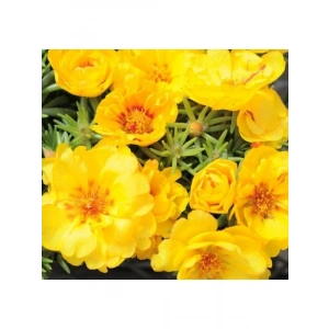 Koyu Sarı Renkli Duble Katlı İpek Çiçeği Tohumu - 25 Adet