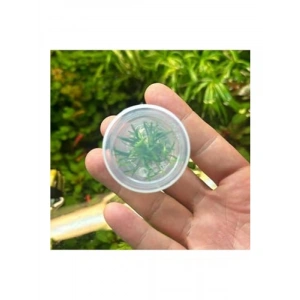 Küçük In Vitro Cup Cryptocoryne Parva Canlı Bitki