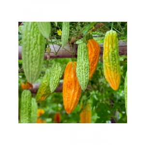 Kudret Narı Çiçeği Tohumu - Sağlıklı Bitki