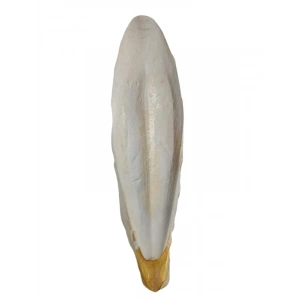 L Boy Kalamar Kemiği, İri Boy 10-15 cm