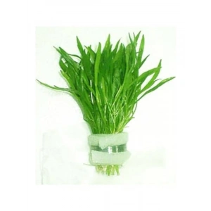 Lilaeopsis Novaezelandiae Saksı Canlı Bitki