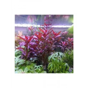 Ludwigia Peruensis In Vitro Canlı Bitki