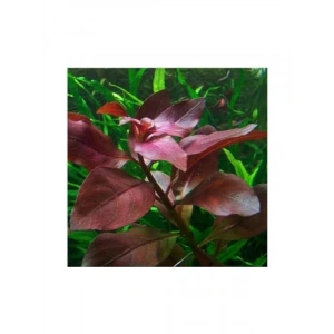 Ludwigia Repens Rubin Saksı Canlı Bitki - TR-P292