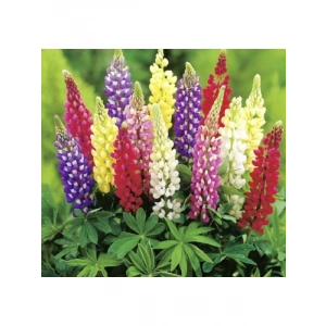 Lupinus Acı Bakla Çiçeği Tohumu - 5 Adet