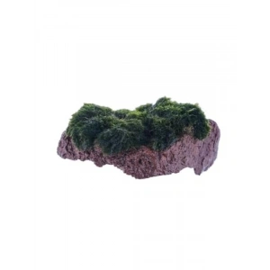 Marimo Moss Rock Canlı Bitki