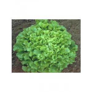 Marul Arapsaçı Tohumu - 10 gr Sağlıklı ve Lezzetli