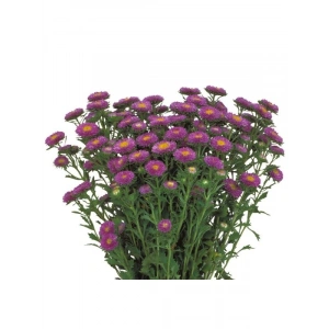 Mavi Kasımpatı F1 Tohumu - 15 Tohum