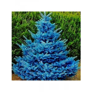 Mavi ladin tohumu, 20 adet, bahçe bitkisi için