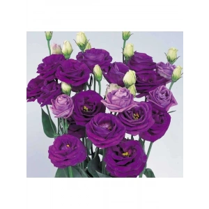 Mavi Renkli Katmerli Bodur Lisianthus Çiçeği Tohumu - 5 Tohum