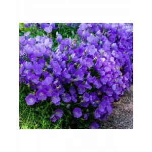 Mavi Renkli Maviş Çan Çiçeği Tohumu (İri Çiçek) - 10 Tohum