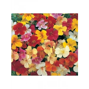 Mimulus Çiçeği Tohumu - Çok Çiçekli Bodur, Karışık Renkli - 15 Adet