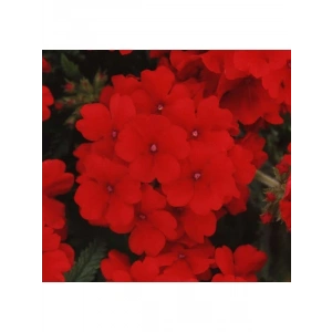 Mine Çiçeği Tohumu - Sarkan Çok Dallanan - Kırmızı Renkli - 10 Tohum