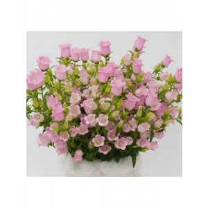 Mini Maviş Çan Çiçeği Tohumu - Pembe Renkli - 5 Tohum
