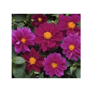 Mor Renkli Bodur Yıldız Çiçeği Tohumu - 10 Tohum