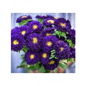 Mor Renkli Kasımpatı Çiçeği Tohumu (Uzun Boylu) - 5 Tohum