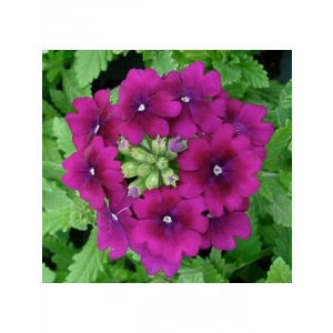 Mor Renkli Sarkan Mine Çiçeği - 10 Tohum