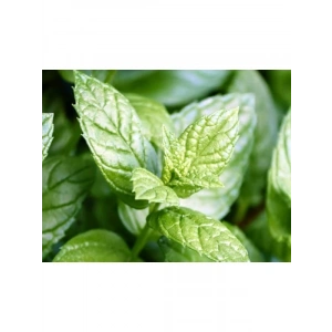 Nane Tohumu (+250 Tohum)