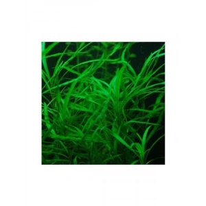 Narrow Leaf Hygrophila Saksı Canlı Bitki