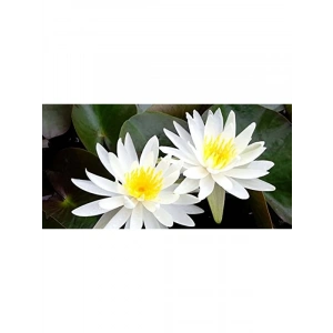 Nilüfer lotus çiçeği tohumu, 10 adet, su bitkisi olarak ideal