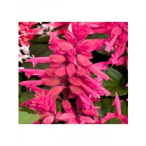 Pembe Ateş Çiçeği - Salvia F1 Tohumu - 30 Adet
