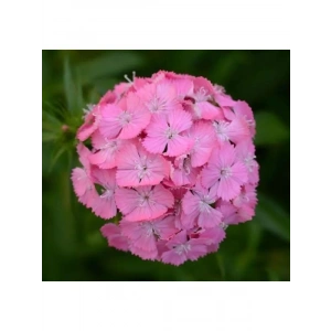 Pembe Karanfil Tohumu - Çiçekli Bahçeler İçin 5 Tohum