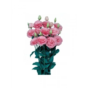 Pembe Katmerli Bodur Lisianthus Çiçeği Tohumu - 5 Adet