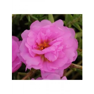 Pembe Katmerli İpek Çiçeği Tohumu - 40 Adet - Bol Çiçekli