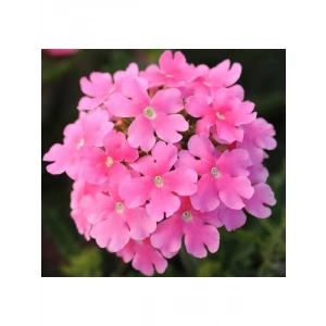 Pembe Mine Çiçeği Tohumu (Sarkan Dallanan) - 10 Adet