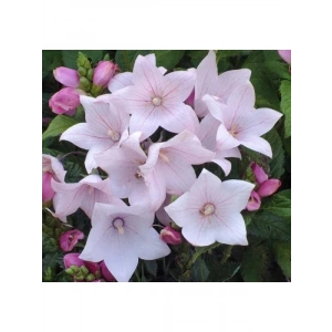 Pembe Renkli Katmerli Balon Çiçeği - 5 Adet Tohum