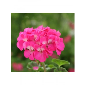Pembe Renkli Sardunya Tohumu - 5 Tohum
