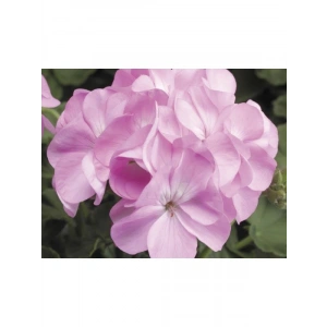 Pembe Sardunya Tohumu - 10 Adet