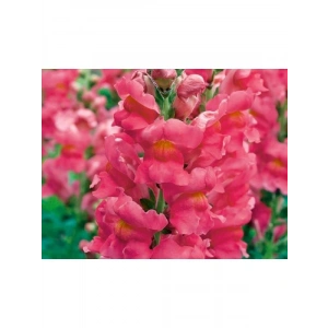 Pembe Uzun Boylu Aslan Ağzı Tohumu - 25 Tohum