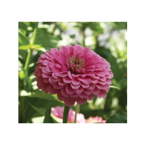 Pembe Zinnia Kirli Hanım Tohumu - Dev Çiçekli, Uzun Boylu - 5 Tohum
