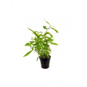 Persicaria Sao Paulo Canlı Bitki - Bakımı Kolay