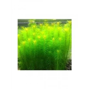 Pogostemon Erectus In Vitro Cup - Canlı Bitki