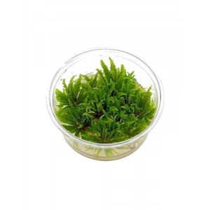 Pogostemon Helferi In Vitro Cup Canlı Bitki